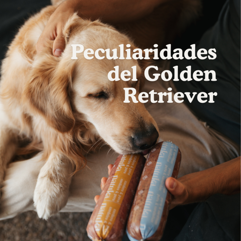 The Coat Glow-Up Is Real – How Switching to Natural Food Changed My Dog’s Appearance Golden Retriever eating Natuka natural pet food